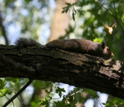 2016 06 11 WildLife MPLS 161